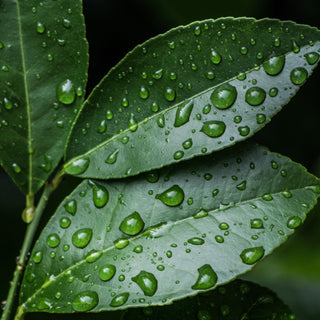 HOLISTIC OILS & MISTS