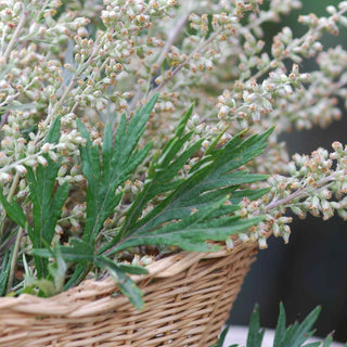 Mugwort (Armoise) Essential Oil - Botanical Premium 100% Pure - 0.5 Fl Oz