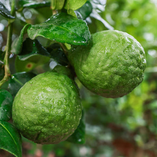 Face & Body Mist - Lime & Tangerine - Botanical SPA